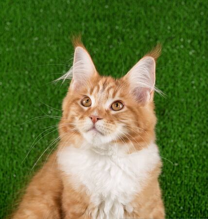 Portrait of Maine Coon kitten over green grass backgroundの写真素材