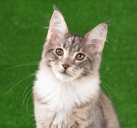 Portrait of Maine Coon kitten over green grass backgroundの写真素材