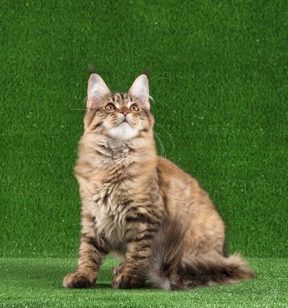 Playful Maine Coon kitten posing over green grass backgroundの写真素材