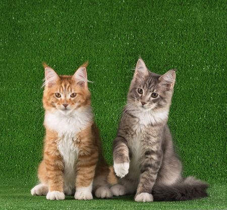 Maine Coon kittens over bright green grass backgroundの写真素材