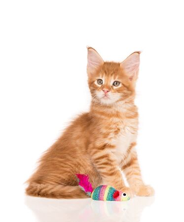 Fluffy Maine Coon kitten isolated over white backgroundの写真素材