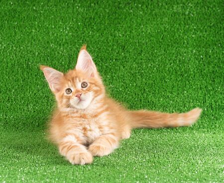 Playful Maine Coon kitten posing over green grass backgroundの写真素材