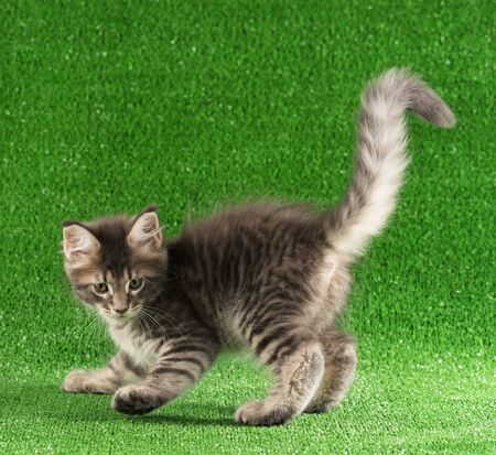 Playful Maine Coon kitten posing over green grass backgroundの写真素材