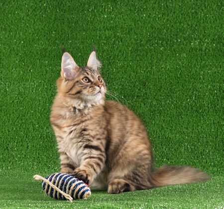 Playful Maine Coon kitten posing over green grass backgroundの写真素材