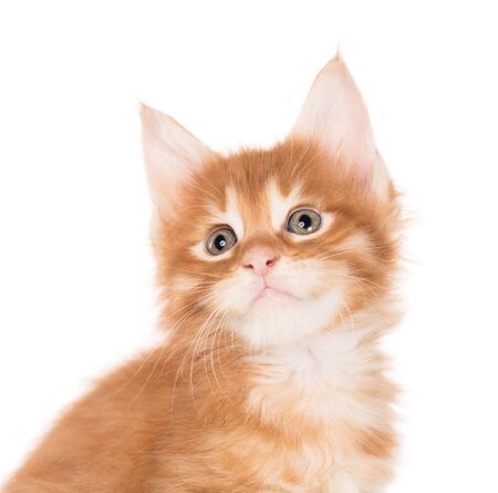 Fluffy Maine Coon kitten isolated over white backgroundの写真素材