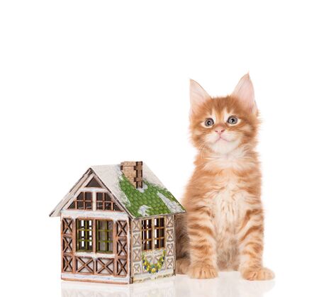 Serious Maine Coon kitten with toy house isolated over white backgroundの写真素材