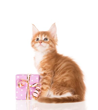 Fluffy Maine Coon kitten with a gift-box isolated over white backgroundの写真素材