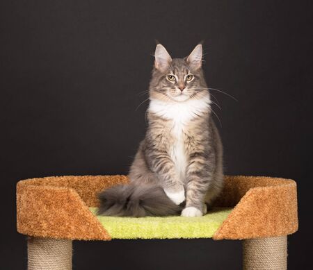Maine Coon kitten on the scratching-stone over black backgroundの写真素材