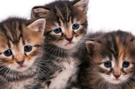 Three serious cute kittens isolated on white backgroundの写真素材