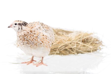 Cute adult quail with nest isolated over white background cutoutの写真素材