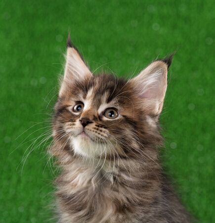 Portrait of Maine Coon kitten over green grass backgroundの写真素材