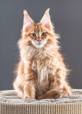Fluffy Maine Coon kitten on the scratching-board over grey backgroundの写真素材