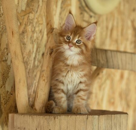 Cute Maine Coon kitten on the stump in the open-air cageの写真素材