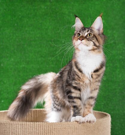 Maine Coon kitten on the scratching-stone over green grass backgroundの写真素材