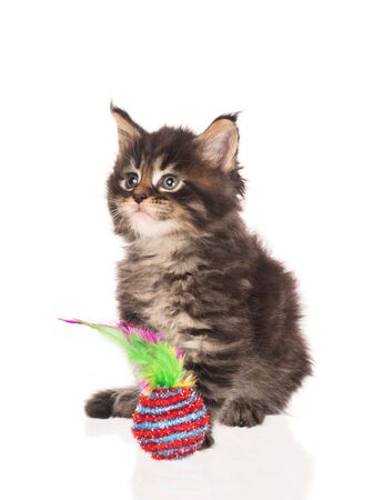 Fluffy Maine Coon kitten isolated over white backgroundの写真素材