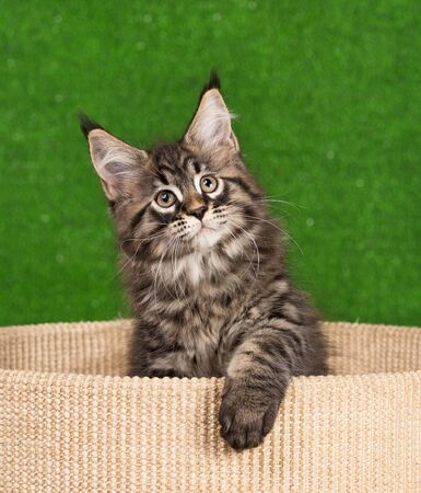 Maine Coon kitten on the scratching-stone over green grass backgroundの写真素材
