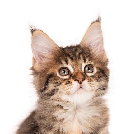 Fluffy Maine Coon kitten isolated over white backgroundの写真素材