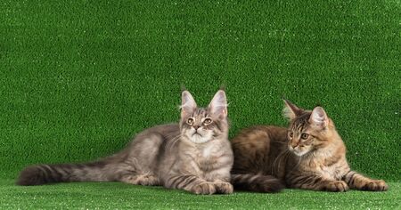 Maine Coon kittens over bright green grass backgroundの写真素材
