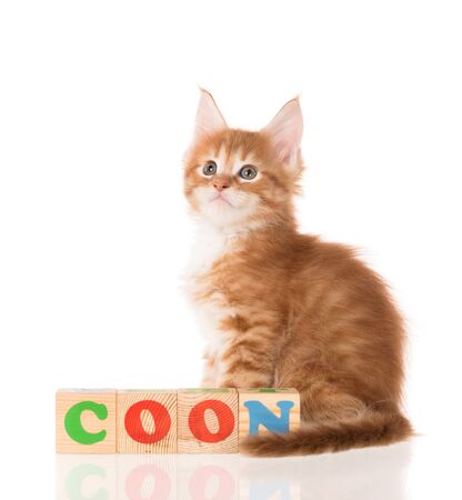 Maine Coon kitten with playing cubes and pet toy isolated over white backgroundの写真素材