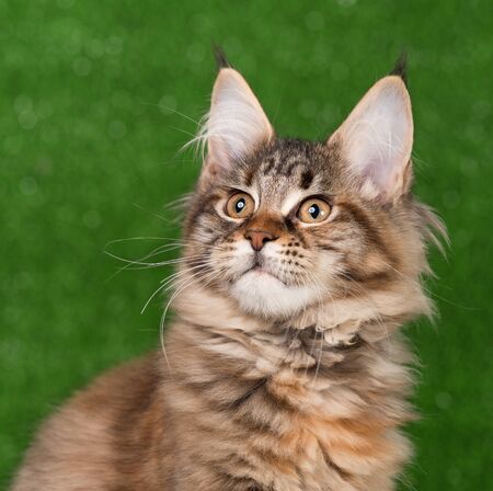 Playful Maine Coon kitten posing over green grass backgroundの写真素材