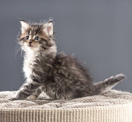 Fluffy Maine Coon kitten on the scratching-board over grey backgroundの写真素材