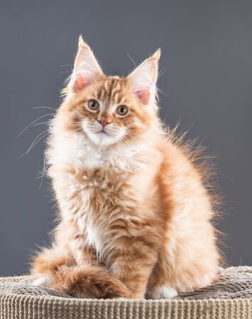 Fluffy Maine Coon kitten on the scratching-board over grey backgroundの写真素材