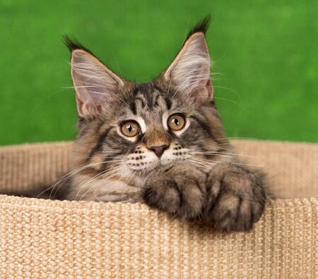 Maine Coon kitten on the scratching-stone over green grass backgroundの写真素材