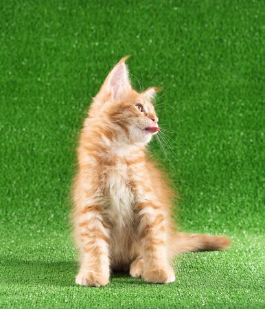 Playful Maine Coon kitten posing over green grass backgroundの写真素材