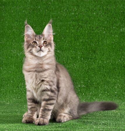 Playful Maine Coon kitten posing over green grass backgroundの写真素材