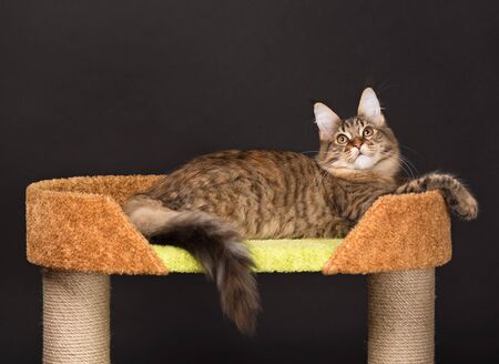 Maine Coon kitten on the scratching-stone over black backgroundの写真素材