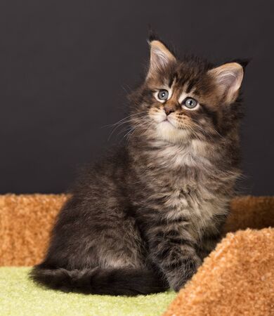 Maine Coon kitten on the scratching-stone over black backgroundの写真素材