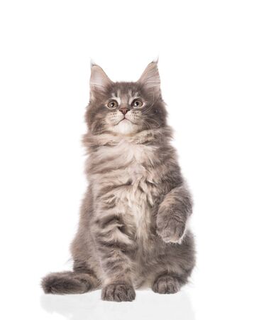 Fluffy Maine Coon kitten isolated over white backgroundの写真素材