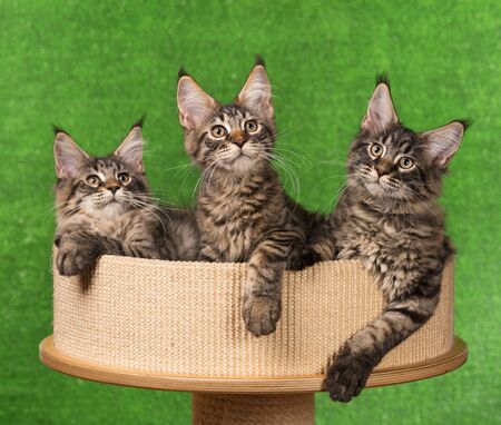 Maine Coon kittens on the scratching-stone over green backgroundの写真素材