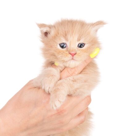 Fluffy Maine Coon kitten on the female hand isolated over white backgroundの写真素材