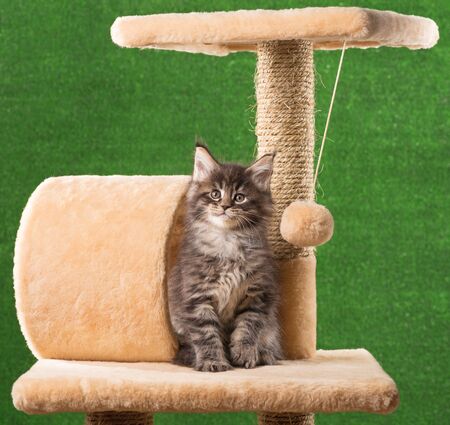 Maine Coon kitten on the scratching-stone over green grass backgroundの写真素材