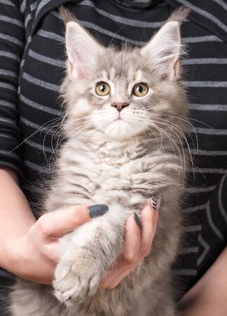 Fluffy Maine Coon kitten on the hand over body backgroundの写真素材