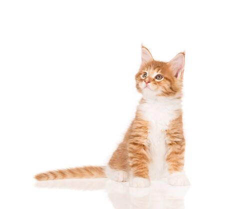 Fluffy Maine Coon kitten isolated over white backgroundの写真素材