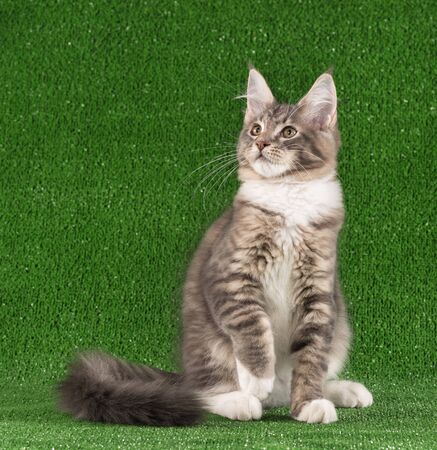 Playful Maine Coon kitten posing over green grass backgroundの写真素材