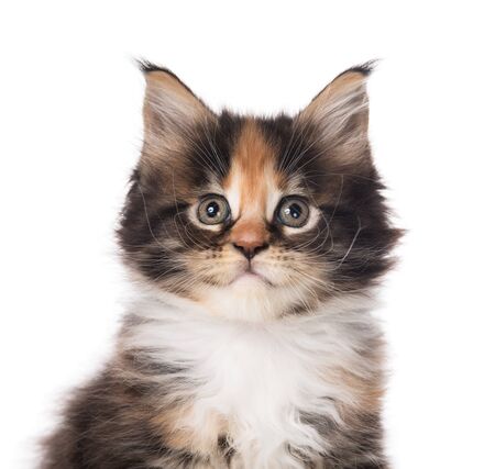 Portrait of Maine Coon kitten isolated over white backgroundの写真素材