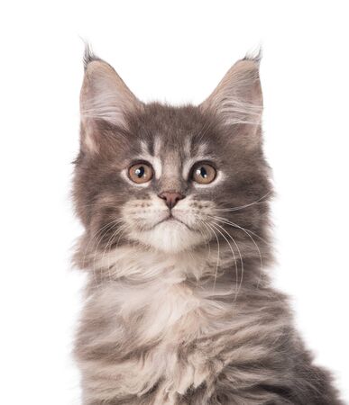 Portrait of Maine Coon kitten isolated over white backgroundの写真素材