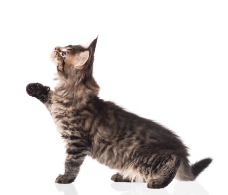 Fluffy Maine Coon kitten isolated over white backgroundの写真素材