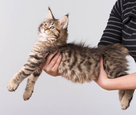 Fluffy Maine Coon kitten on the hand over body backgroundの写真素材