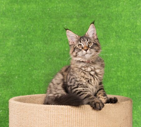Maine Coon kitten on the scratching-stone over green grass backgroundの写真素材