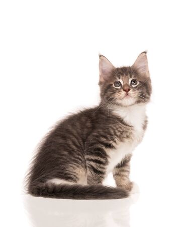 Fluffy Maine Coon kitten isolated over white backgroundの写真素材