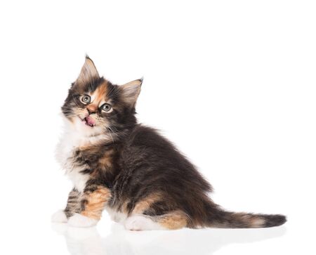 Fluffy Maine Coon kitten isolated over white backgroundの写真素材