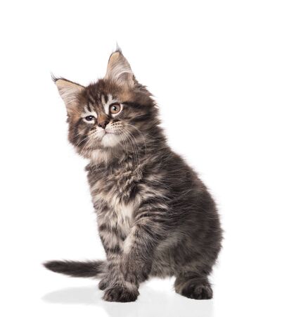Fluffy Maine Coon kitten isolated over white backgroundの写真素材