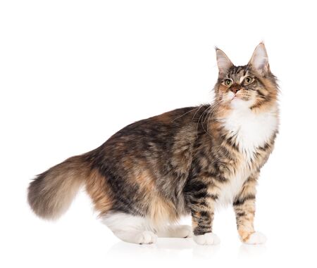 Fluffy Maine Coon cat isolated over white backgroundの写真素材