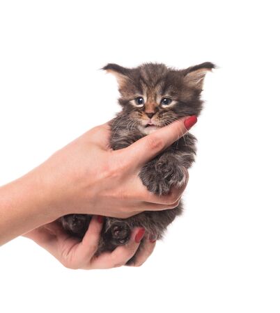 Fluffy Maine Coon kitten on the female hand isolated over white backgroundの写真素材
