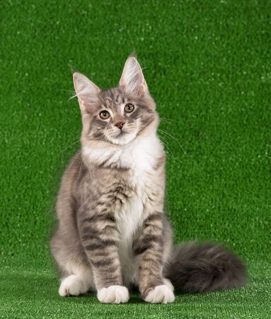 Playful Maine Coon kitten posing over green grass backgroundの写真素材