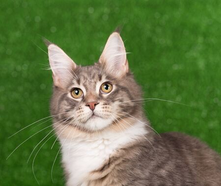 Portrait of Maine Coon kitten over green grass backgroundの写真素材
